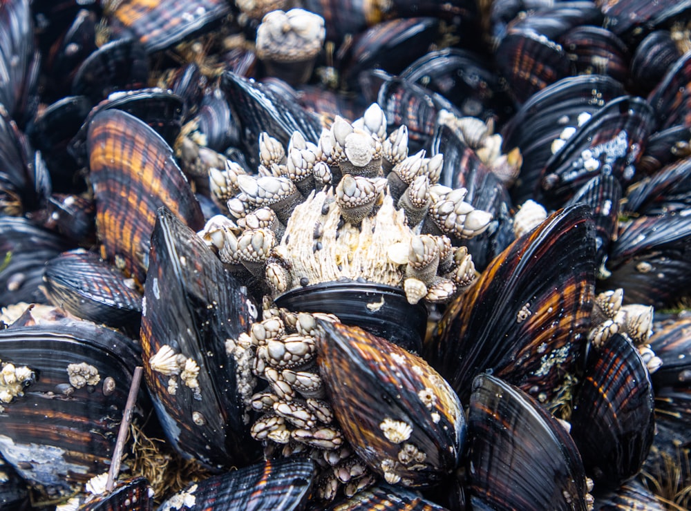 a bunch of mussels that are laying on the ground