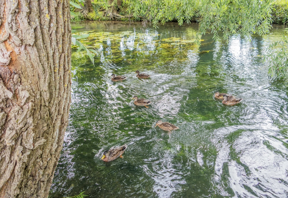 un groupe de canards nageant dans un étang à côté d’un arbre