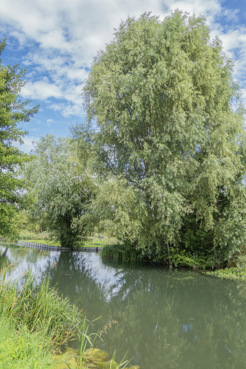 a river surrounded by lush green trees under a blue sky