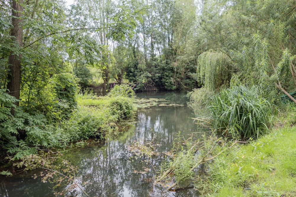 a river running through a lush green forest