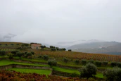 A panoramic view of rolling Tuscan hills dotted with vineyards and olive groves.