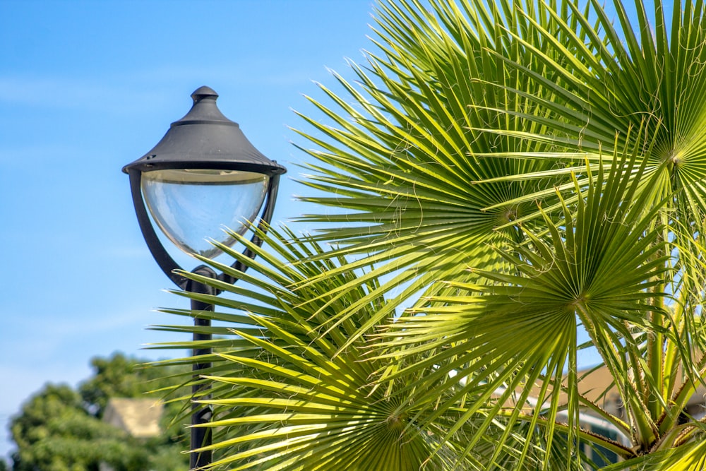 a street light with a palm tree in the background