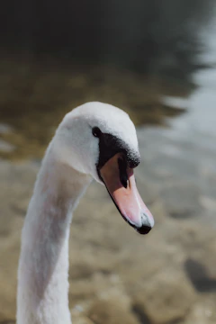 Close-up of the team mascot, a graceful swan, embroidered on the jersey.