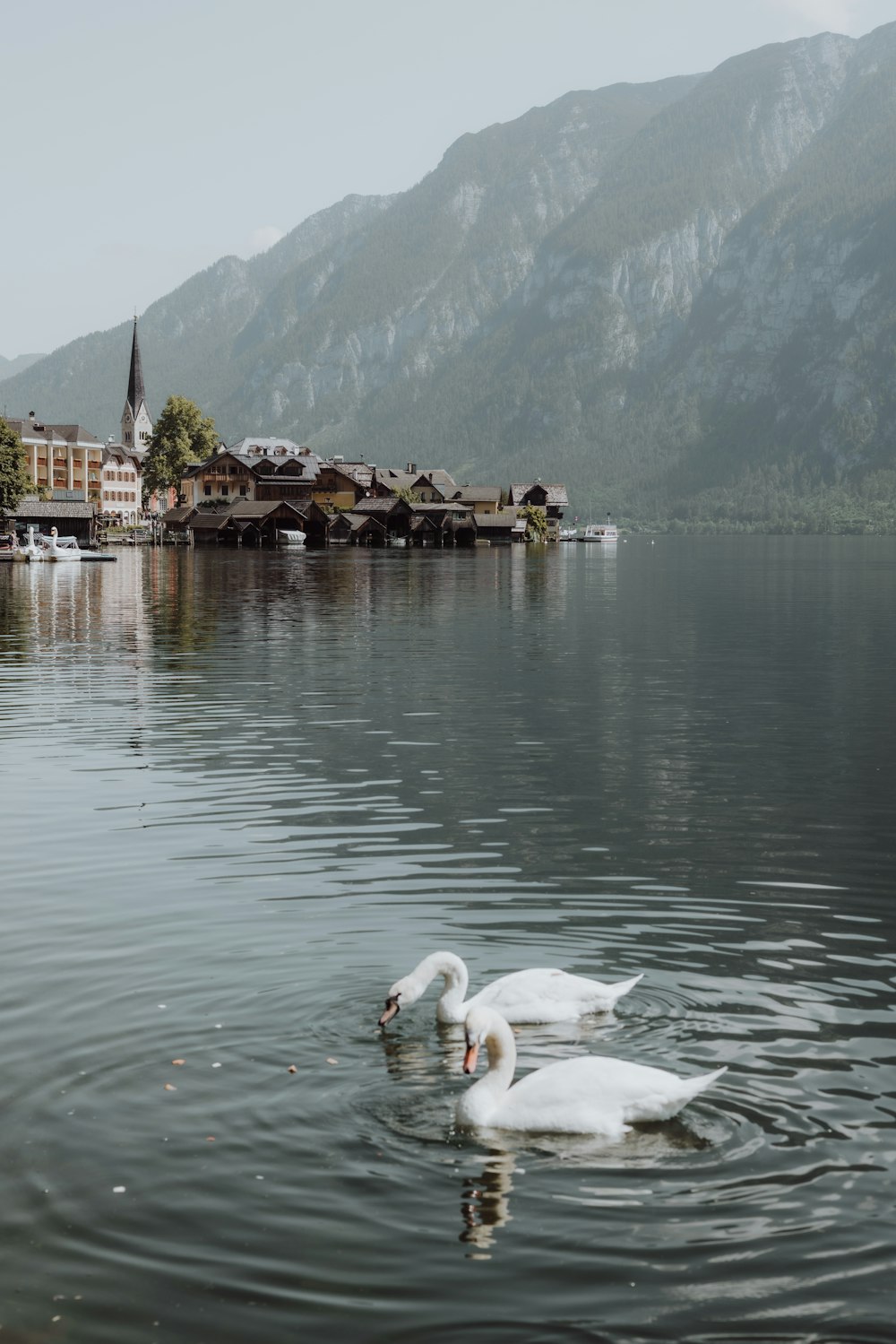 two white swans swimming in a lake near a town