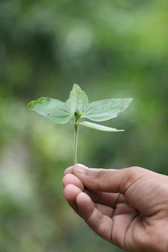 Hands holding a small green plant with water droplets symbolizing sustainability.