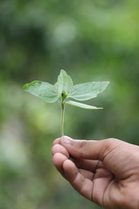 Close-up of hands gently holding a small green plant symbolizing growth and healing.