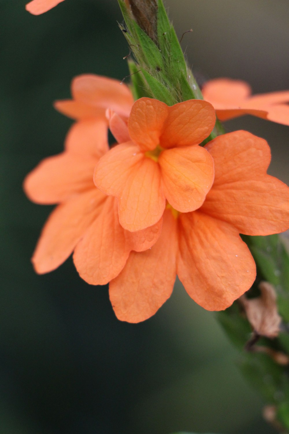 a close up of an orange flower on a plant