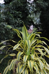 A vibrant green and yellow variegated plant is prominently positioned in the foreground, with long, slender leaves that fan outwards. The background is filled with dense, dark green foliage, creating a lush and natural setting.