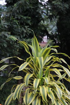 A vibrant green and yellow variegated plant is prominently positioned in the foreground, with long, slender leaves that fan outwards. The background is filled with dense, dark green foliage, creating a lush and natural setting.