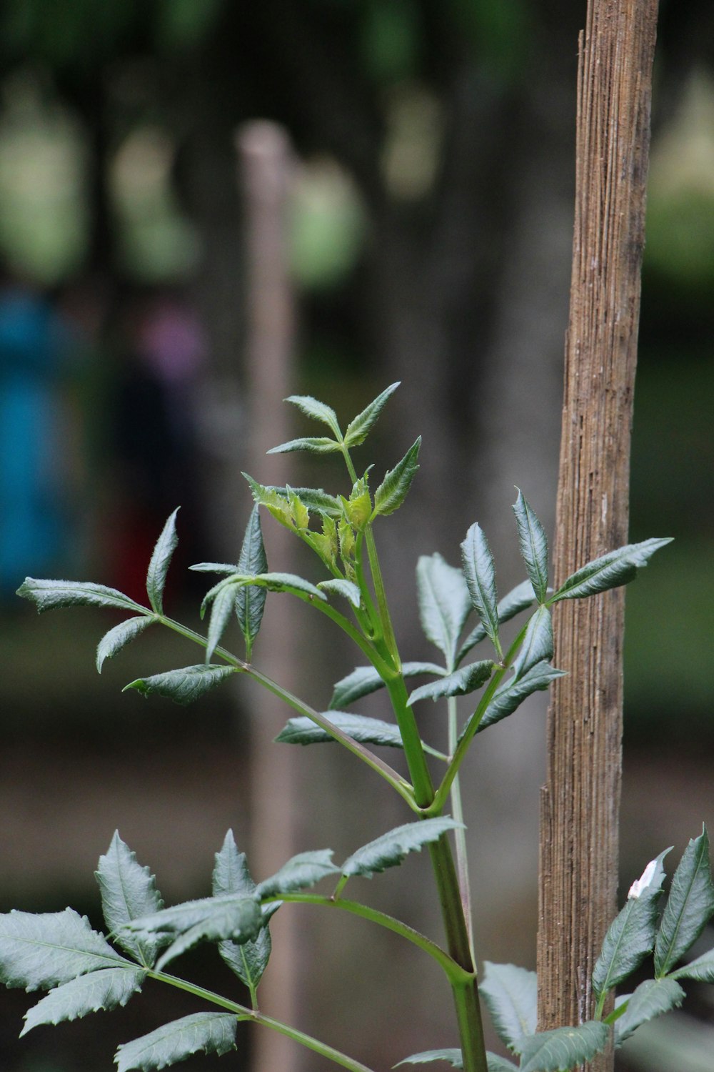 a close up of a green plant with leaves