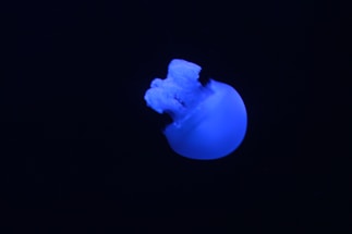 A glowing blue axolotl frog floating inside a swirling cosmic vortex with stars.