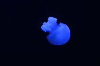 A glowing blue axolotl frog floating inside a swirling cosmic vortex with stars and nebulae.