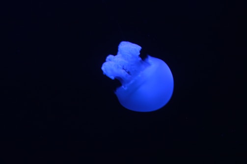 A glowing blue axolotl frog floating inside a swirling cosmic vortex with stars.