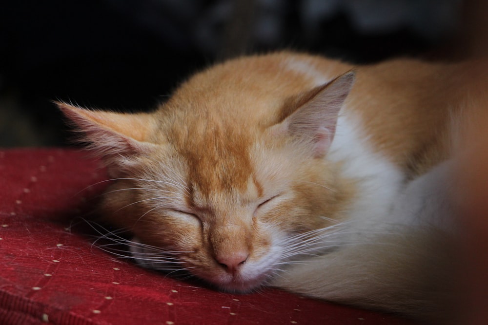 an orange and white cat sleeping on a red cushion