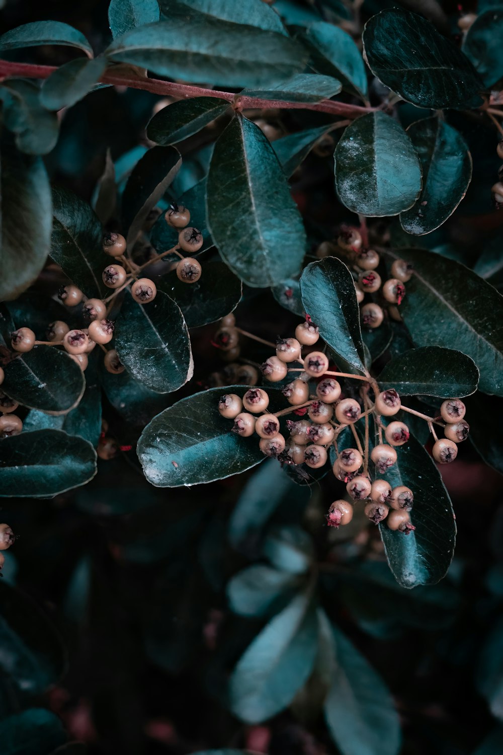 a bunch of green leaves and berries on a tree