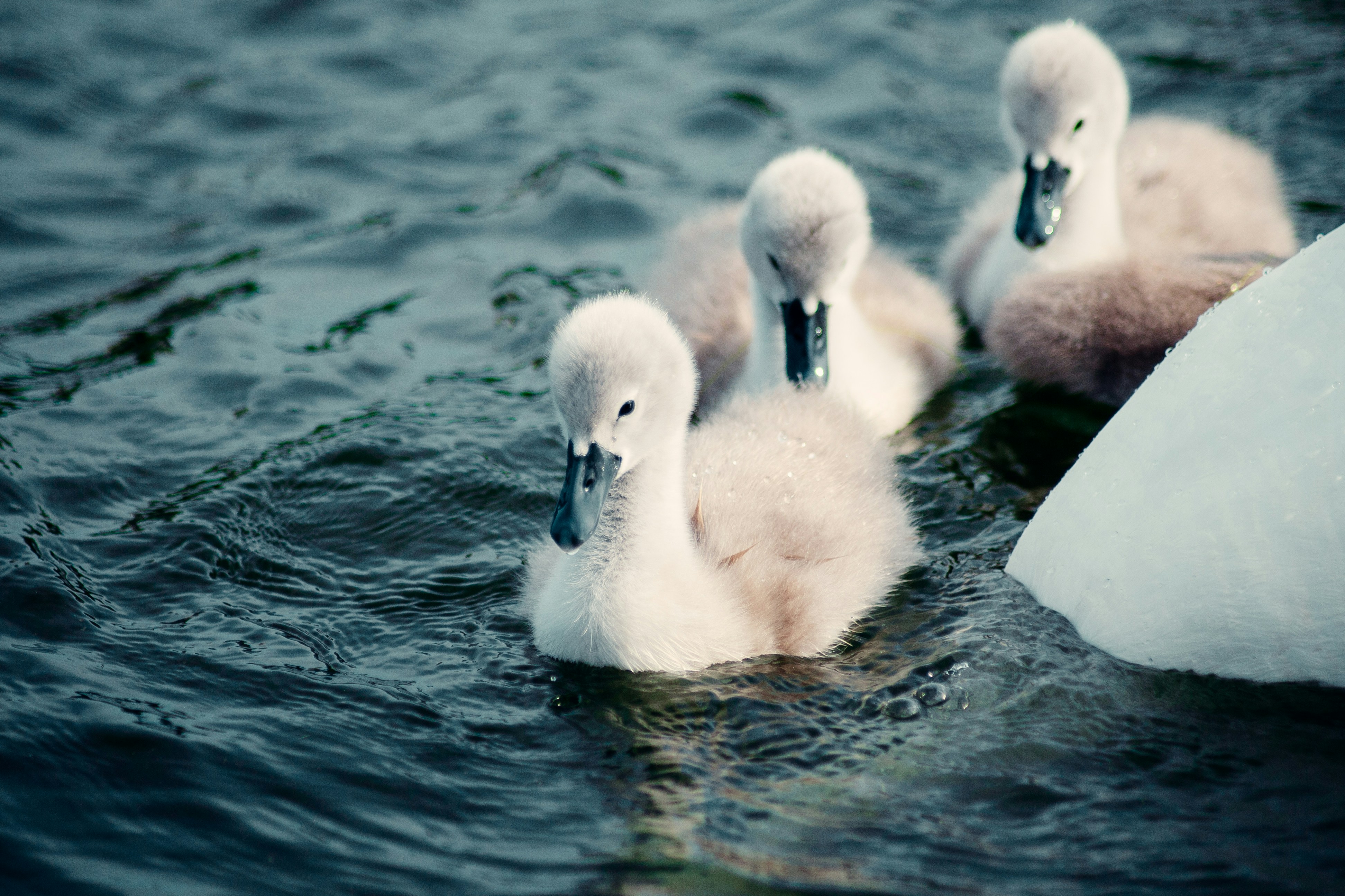 Photo by alex_emanuel20