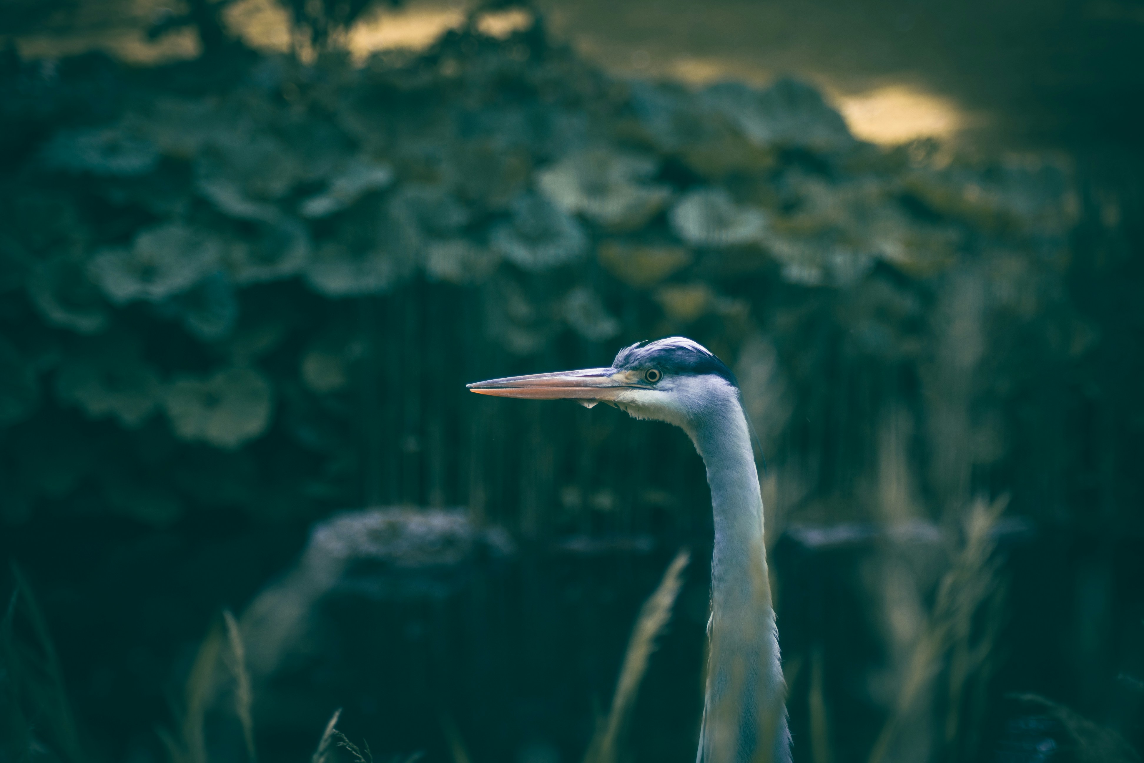 Photo by alex_emanuel20