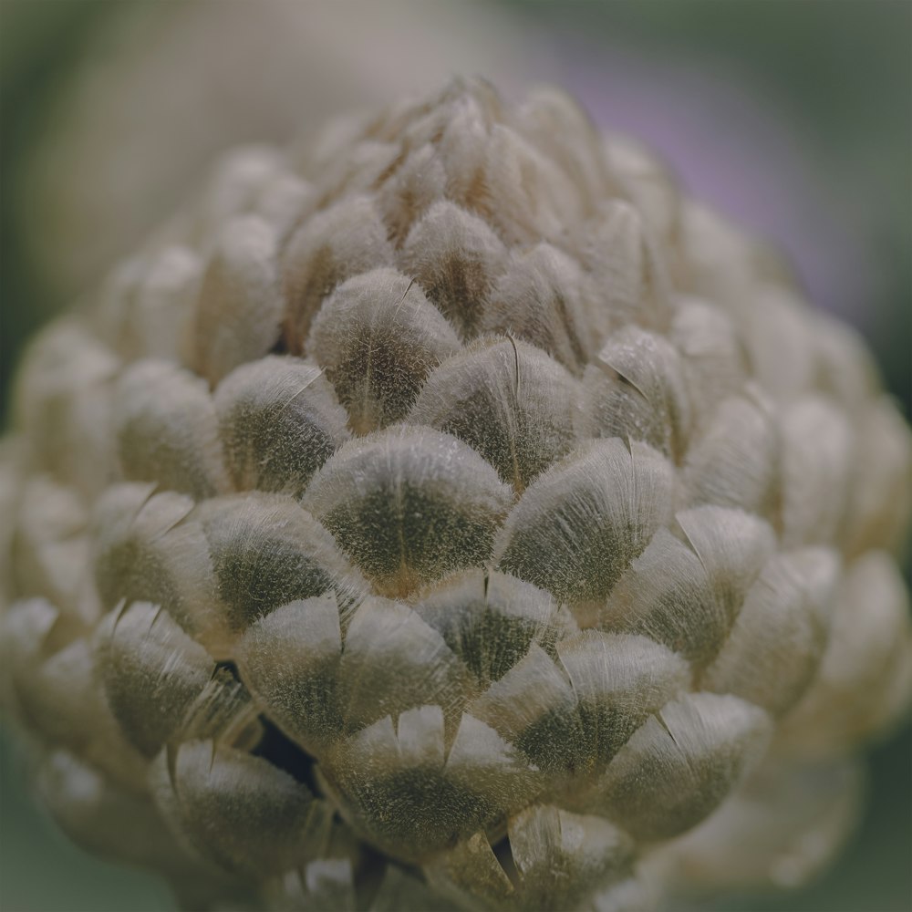 a close up of a flower with a blurry background