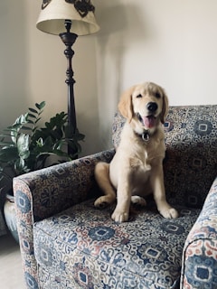 A cheerful golden retriever puppy sitting next to a colorful laptop with paw prints on the screen