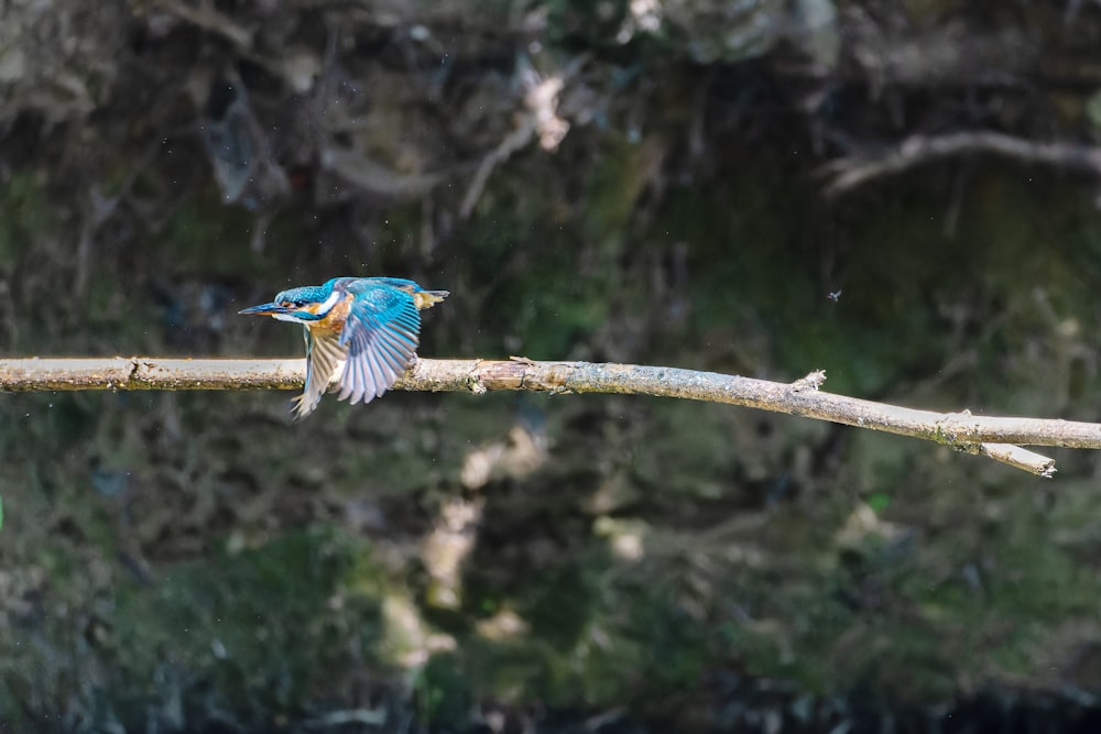 a small blue bird sitting on a tree branch