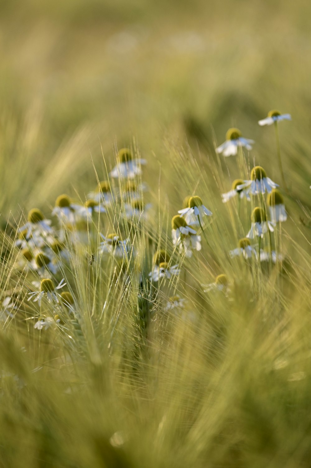 a bunch of flowers that are in the grass