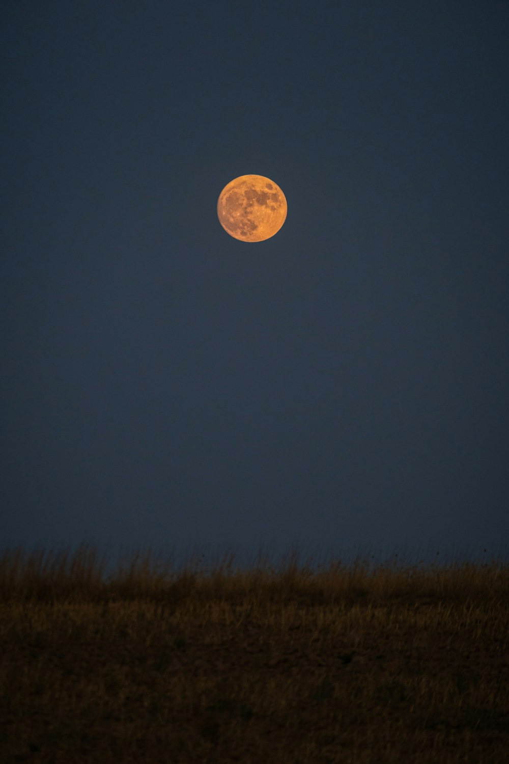 Una luna piena è vista nel cielo sopra un campo erboso