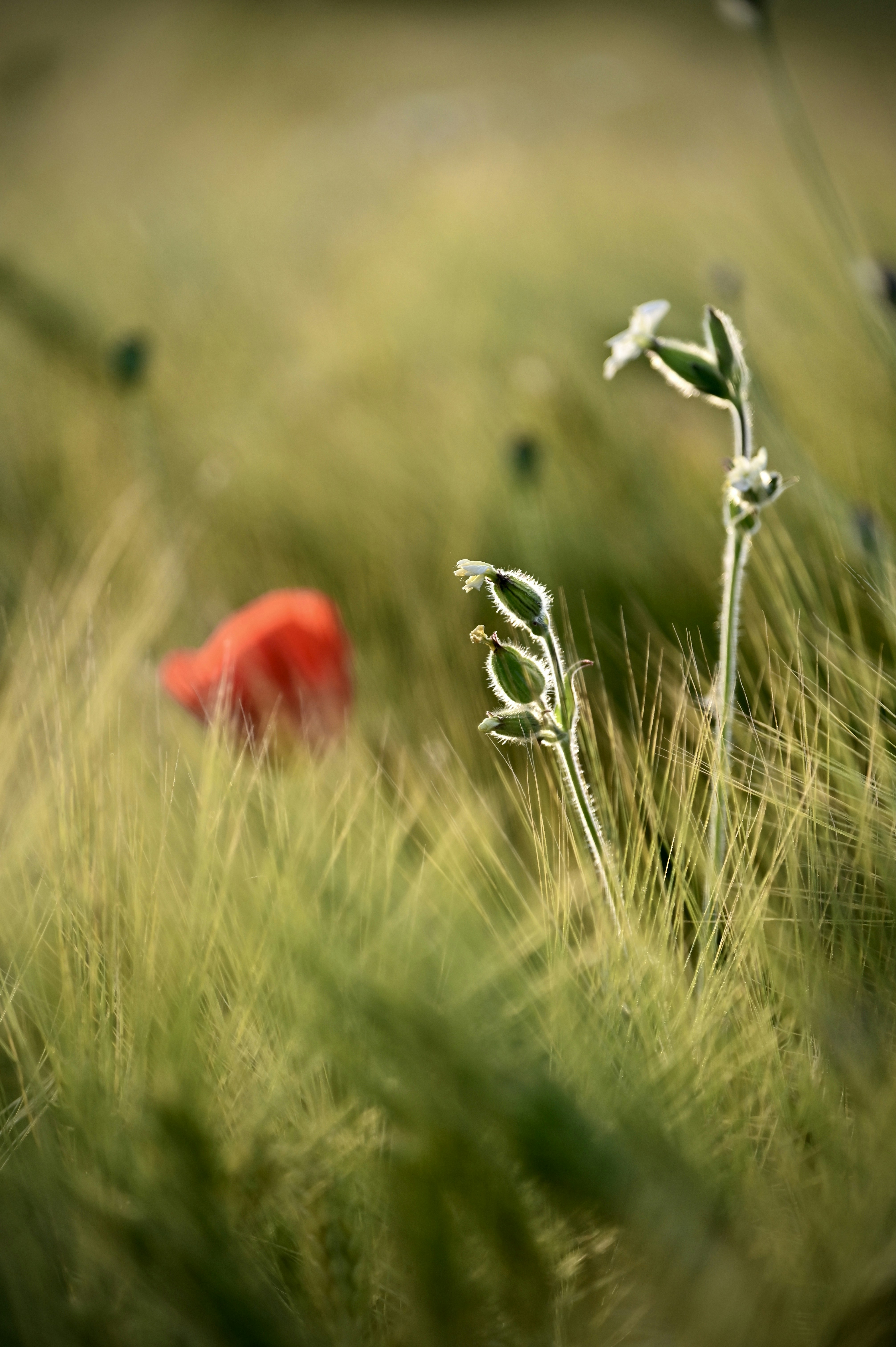 ein roter Mohn auf einem Feld mit hohem Gras