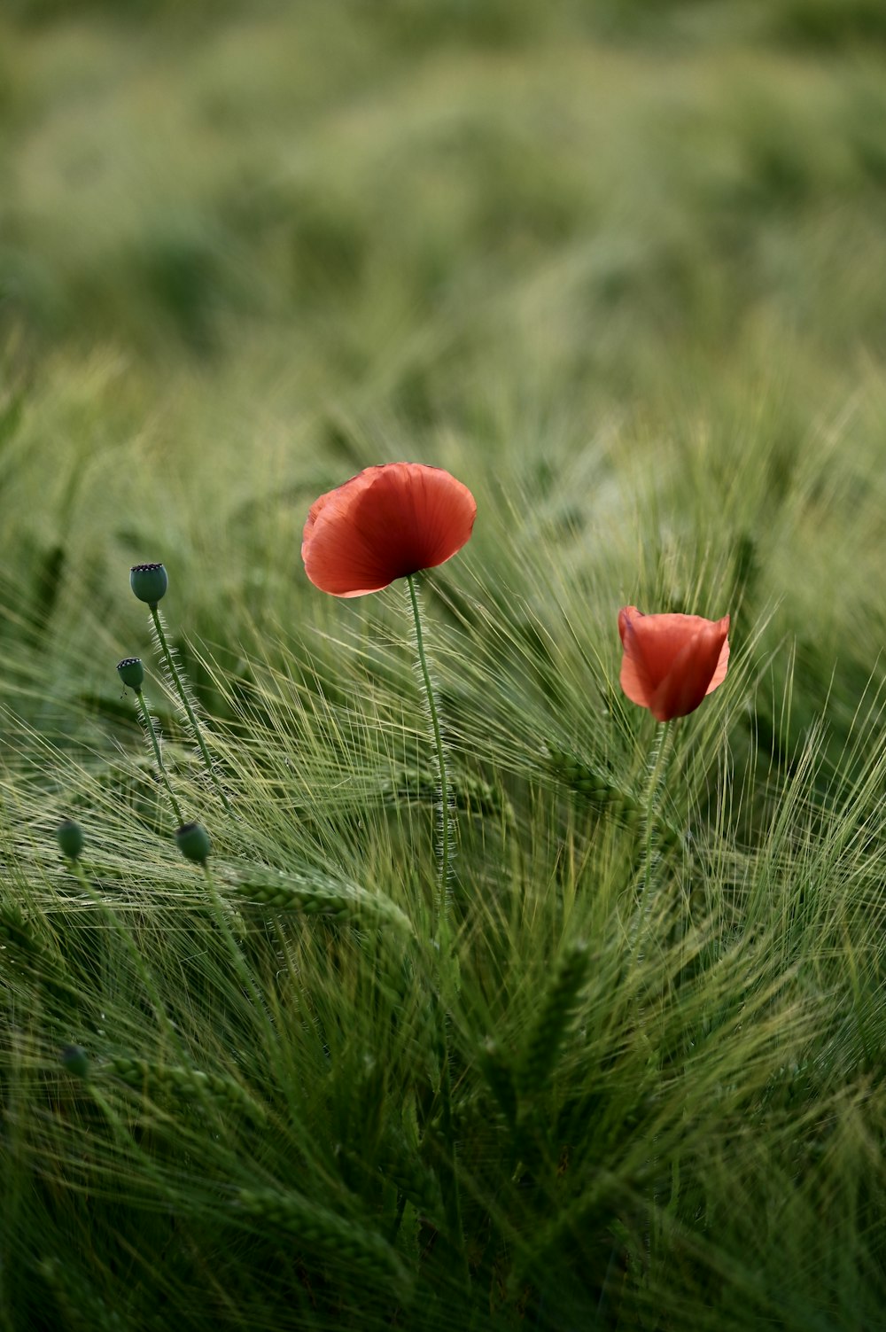 a couple of red flowers sitting on top of a lush green field