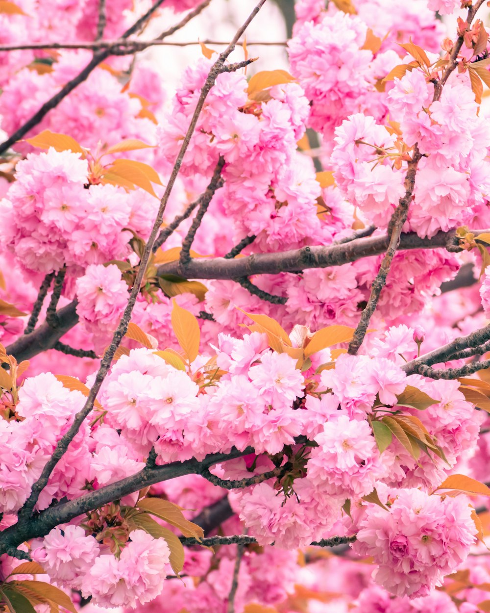 pink flowers are blooming on a tree