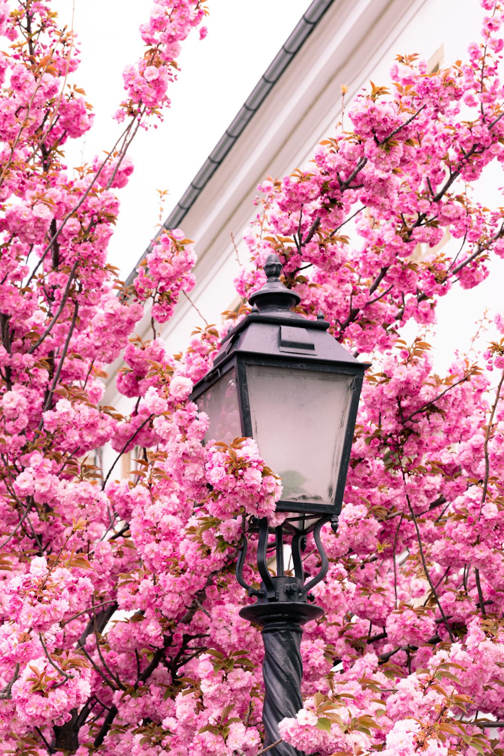 a street light surrounded by pink flowers