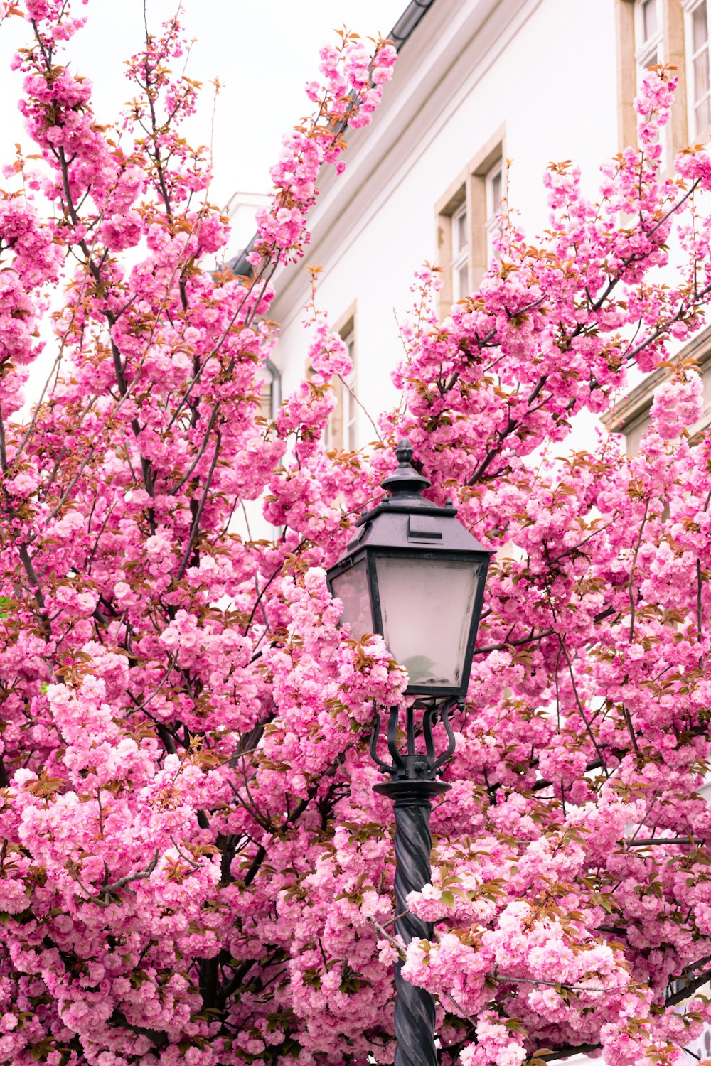 a street light in front of a flowering tree