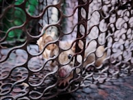 Close-up of a mouse caught in a humane trap inside a residential basement.