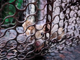 Close-up of a mouse caught in a humane trap inside a residential basement.