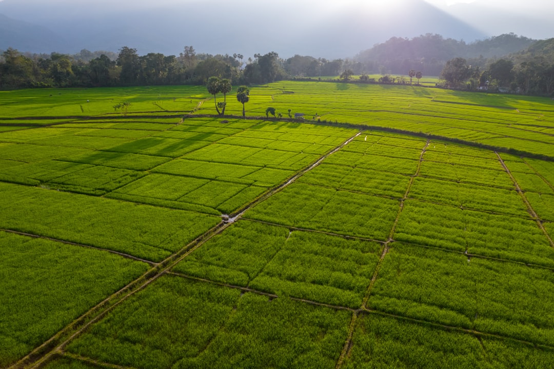 an aerial view of a lush green field, Discovering the Enchanting Village Genie Beauty