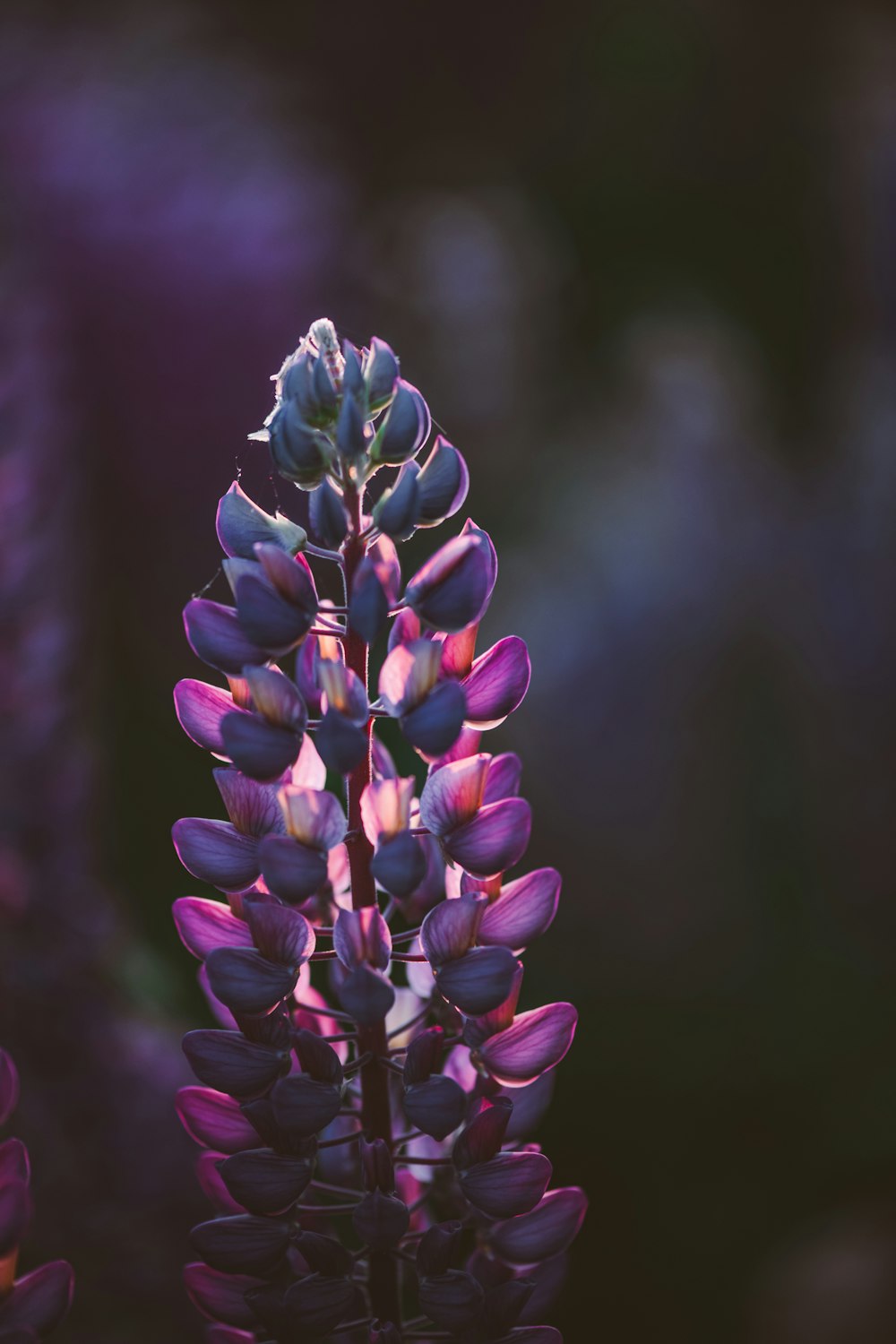 a close up of a purple flower with a blurry background