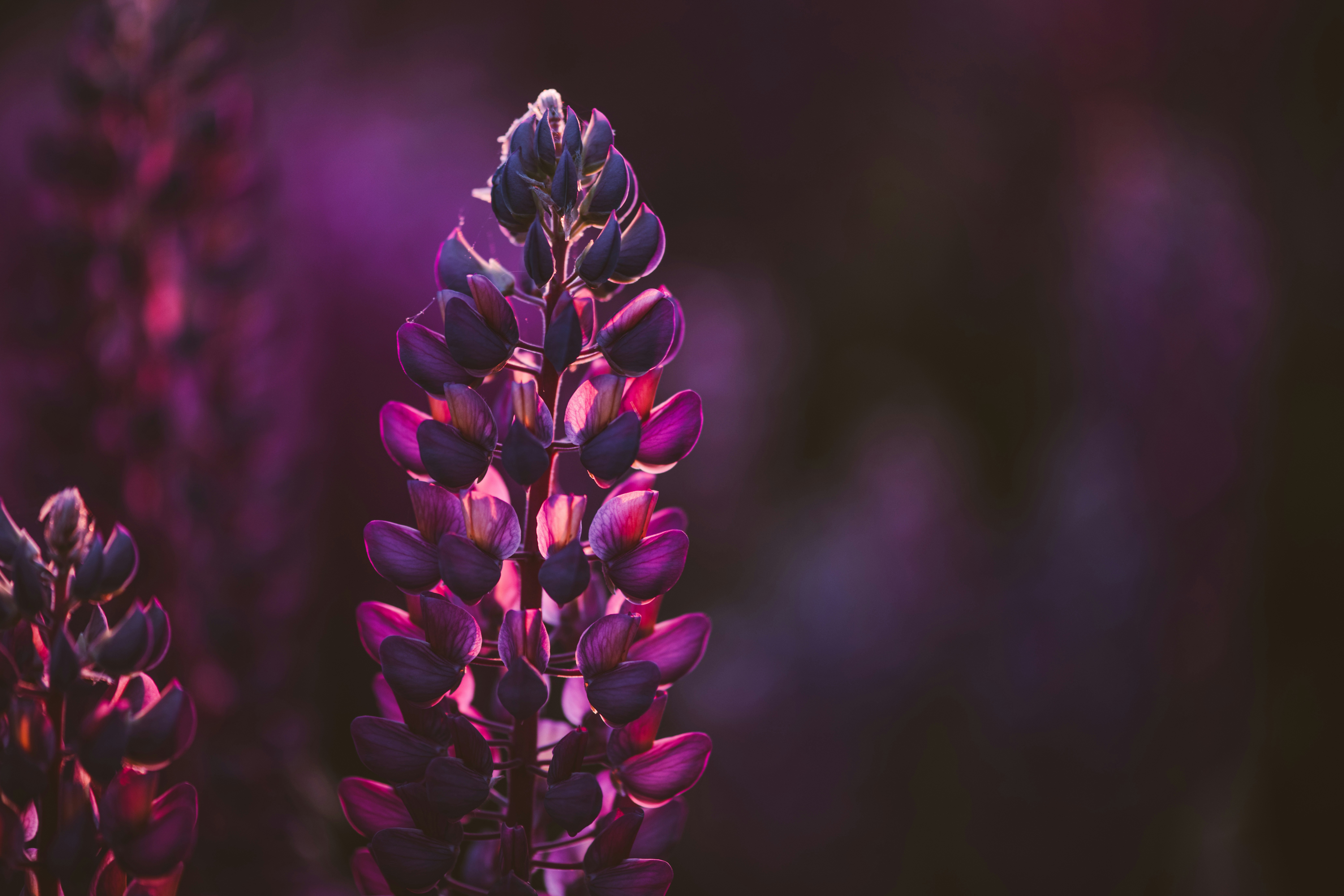 Photo by anitaaustvika