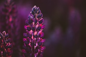 A close-up of a lupine flower showcasing its intricate petals in shades of purple and pink. The flower stands tall against a softly blurred background, with light highlighting the upper petals.