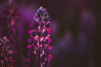 A close-up of a lupine flower showcasing its intricate petals in shades of purple and pink. The flower stands tall against a softly blurred background, with light highlighting the upper petals.