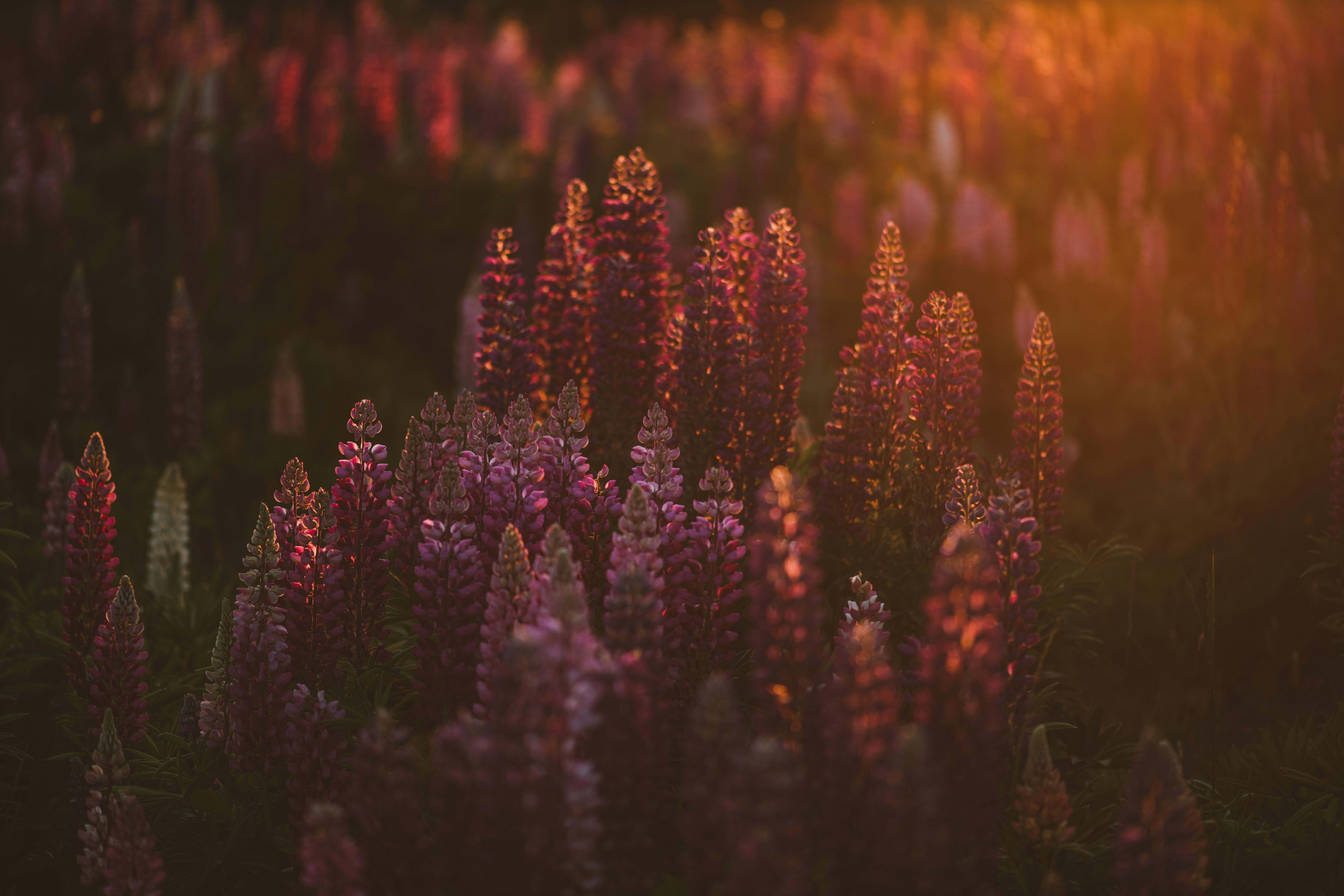 Photo by anitaaustvika