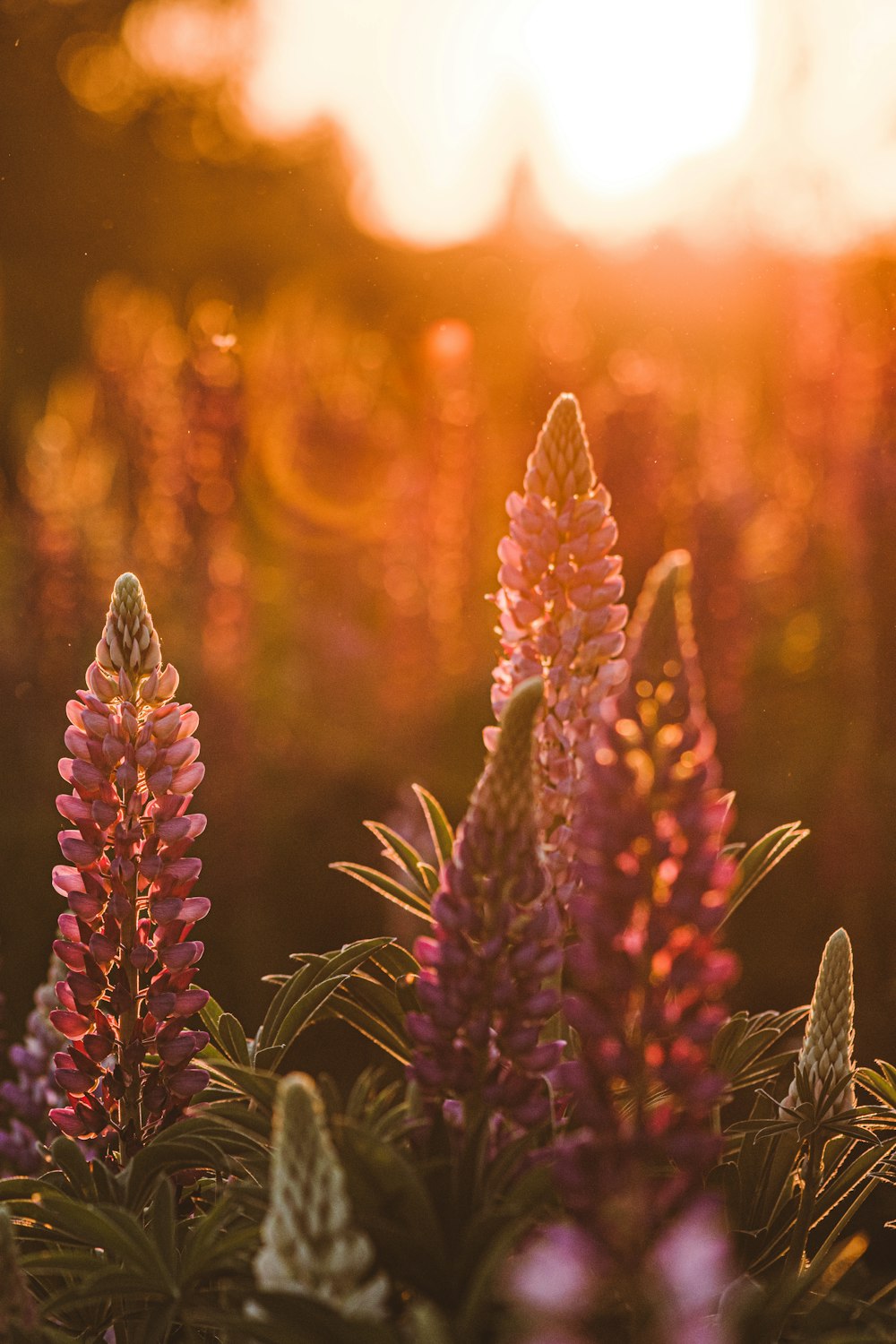 a close up of a bunch of flowers in a field