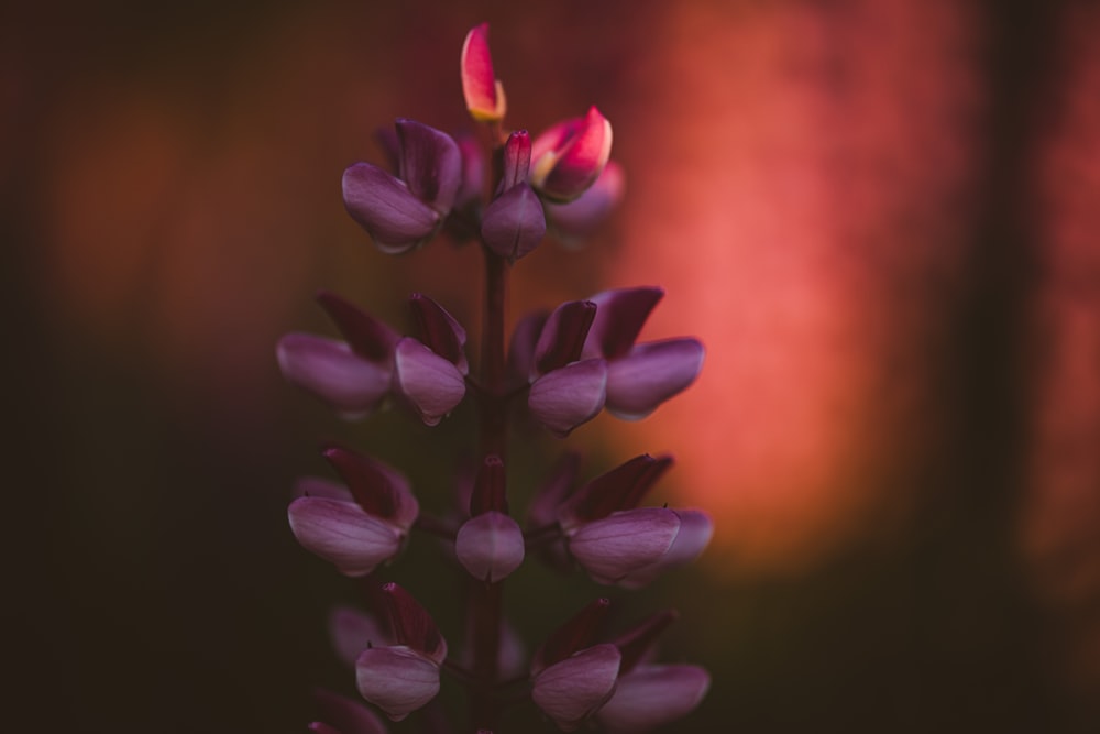 a close up of a flower with a blurry background