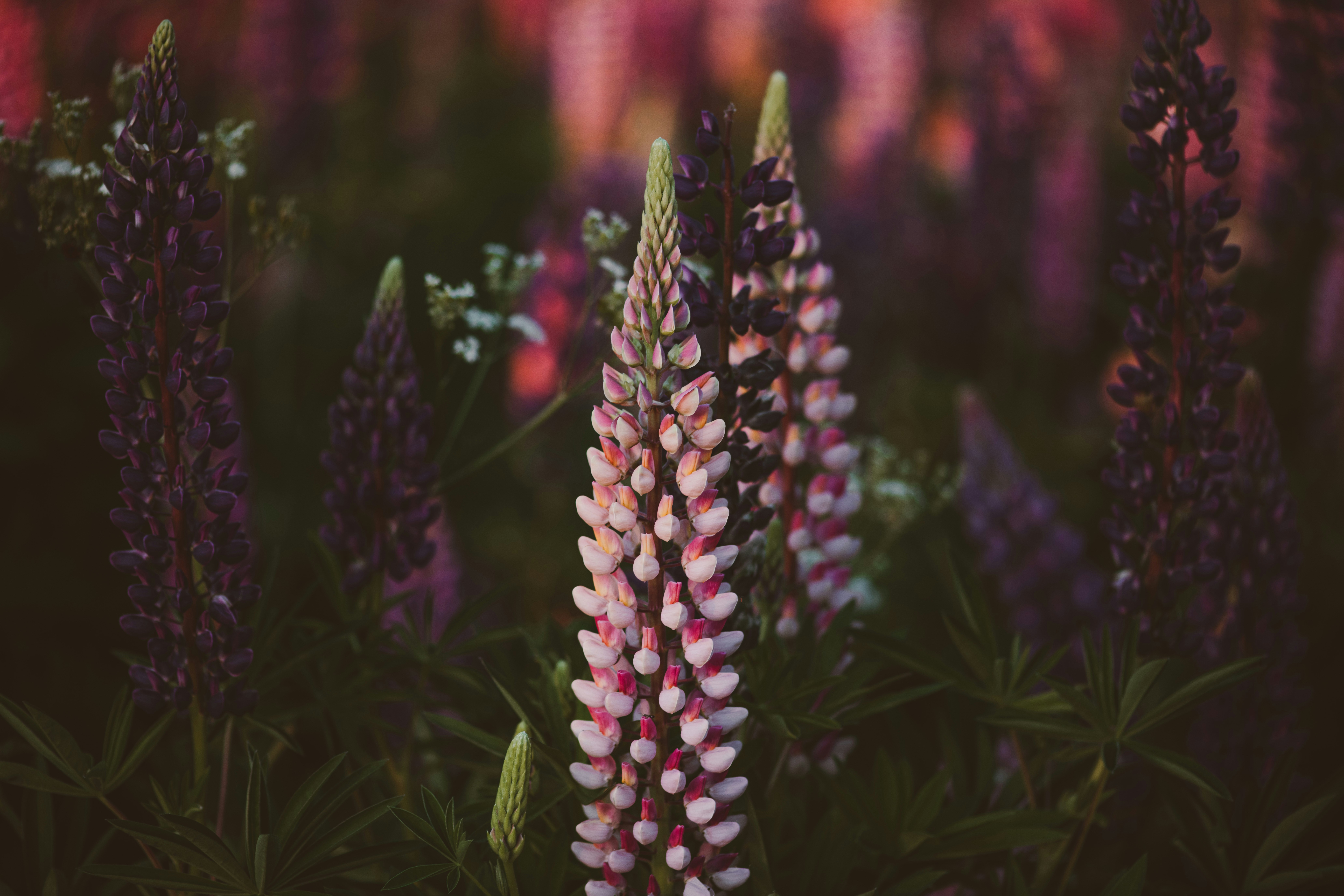 Photo by anitaaustvika