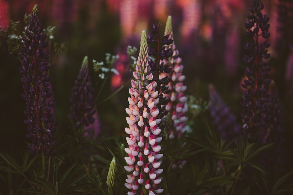 a bunch of flowers that are in the grass