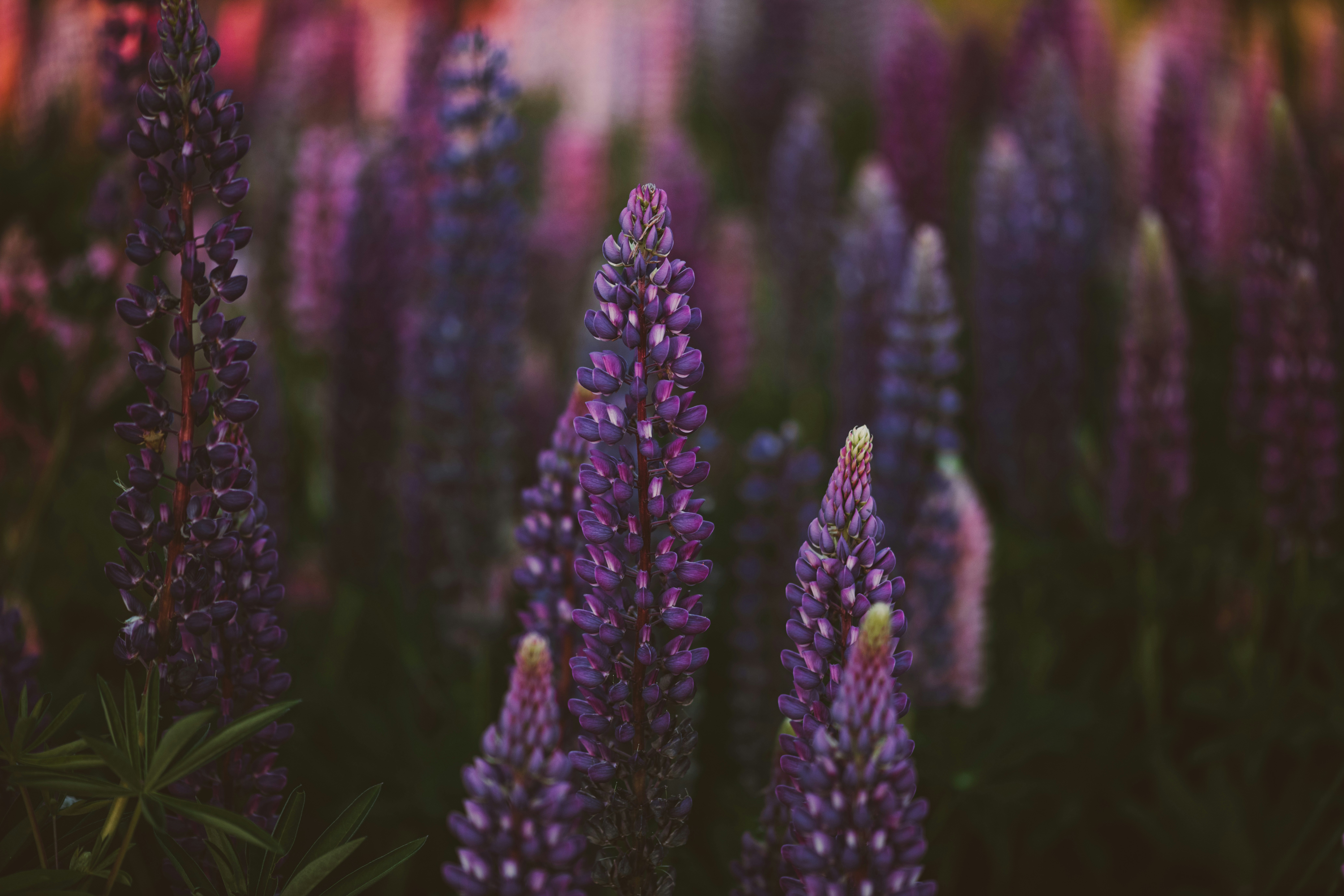 Photo by anitaaustvika