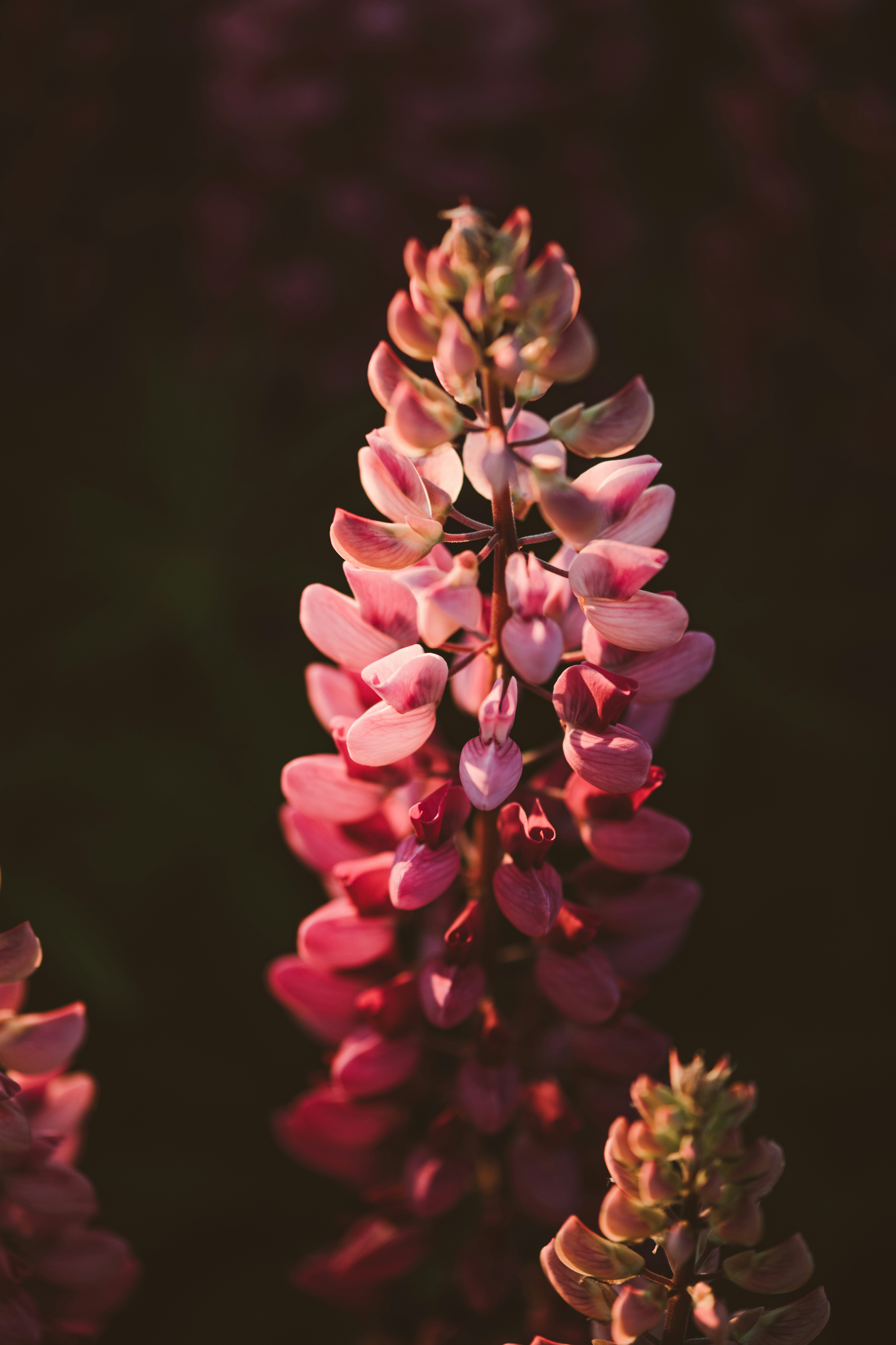 Photo by anitaaustvika