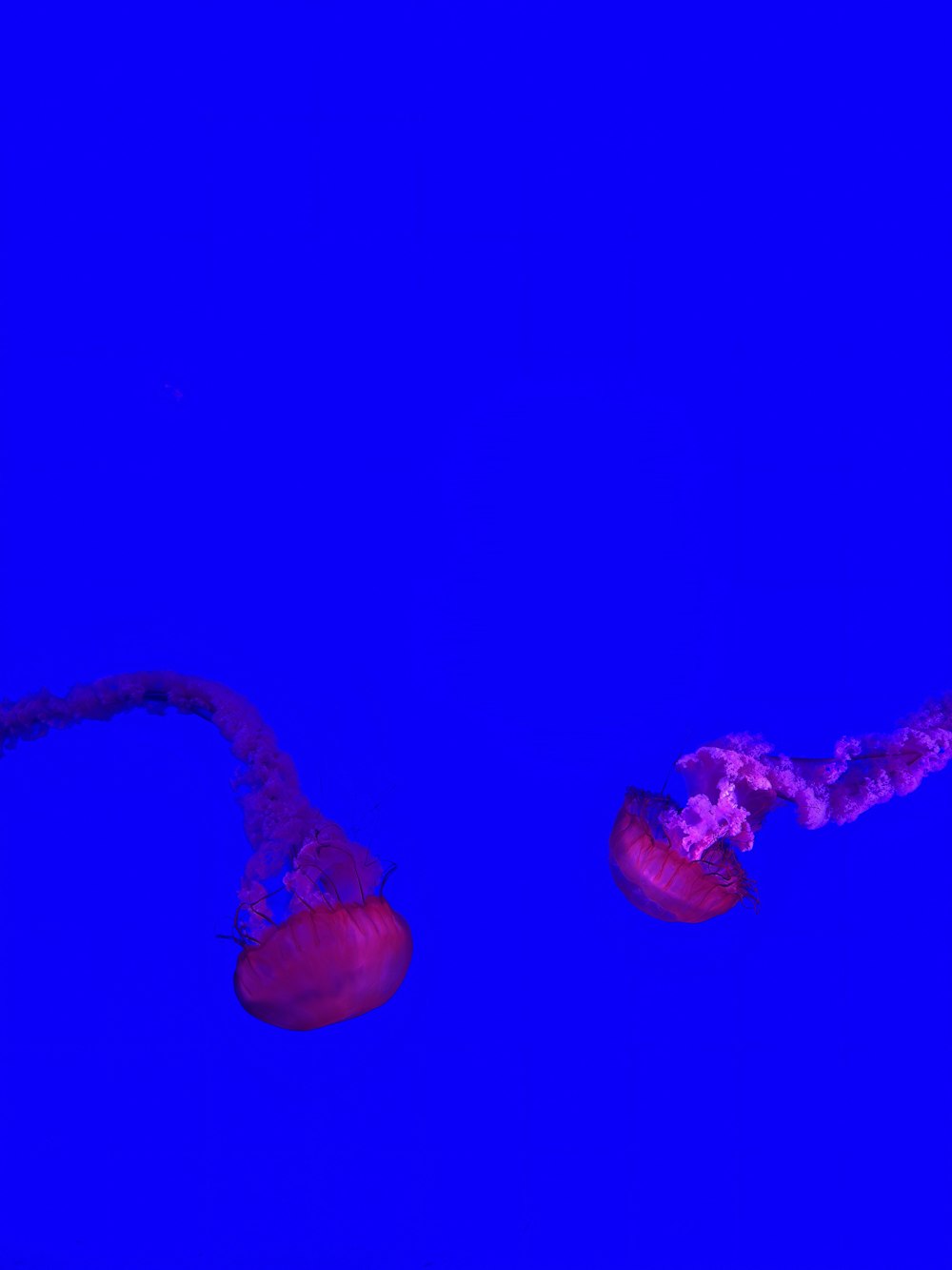 two jellyfish swimming in a deep blue ocean