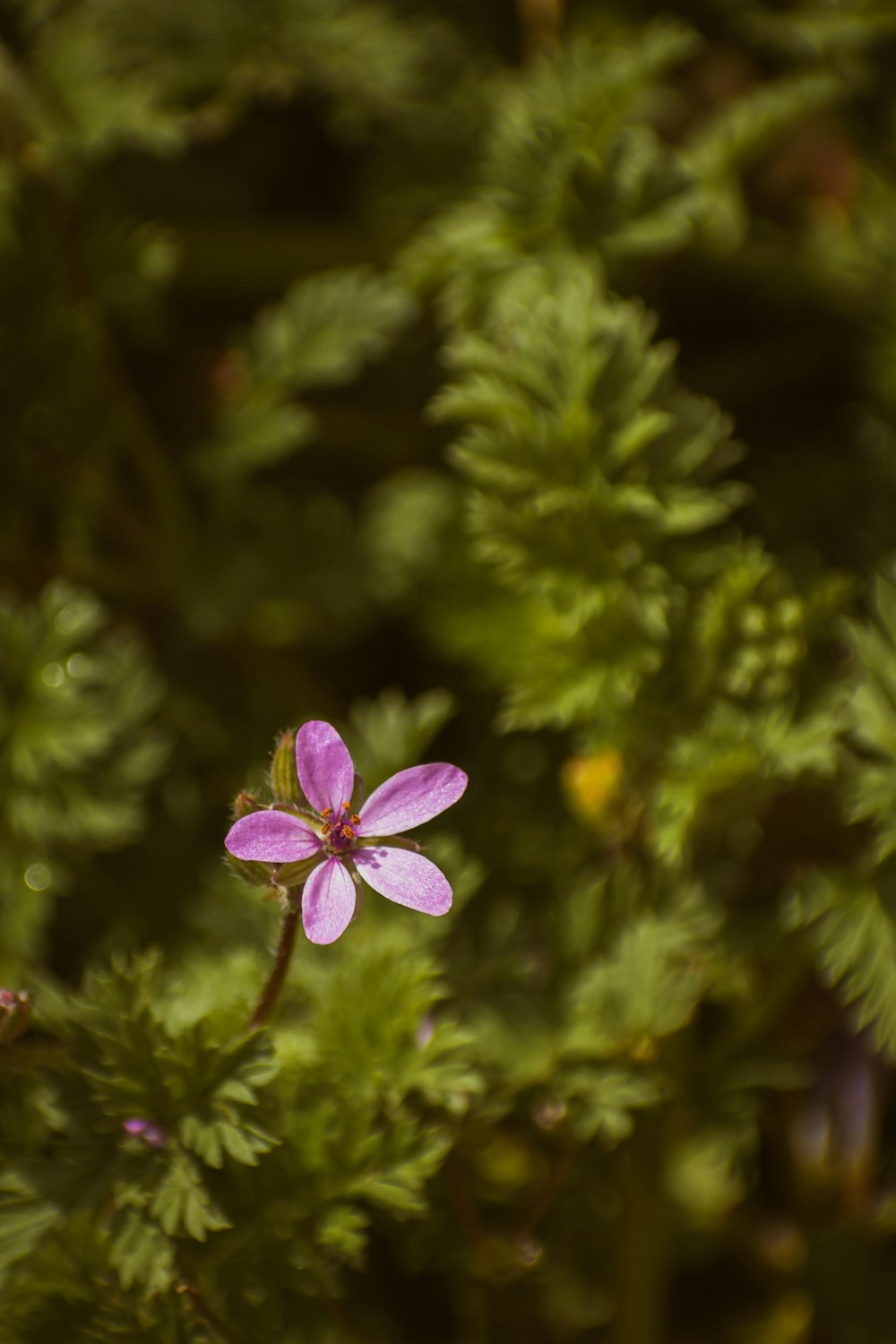 a small pink flower sitting on top of a green plant