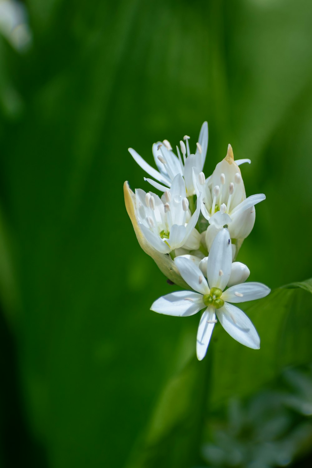 um close up de uma flor branca com folhas verdes no fundo