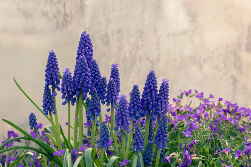 a bunch of purple flowers in front of a wall