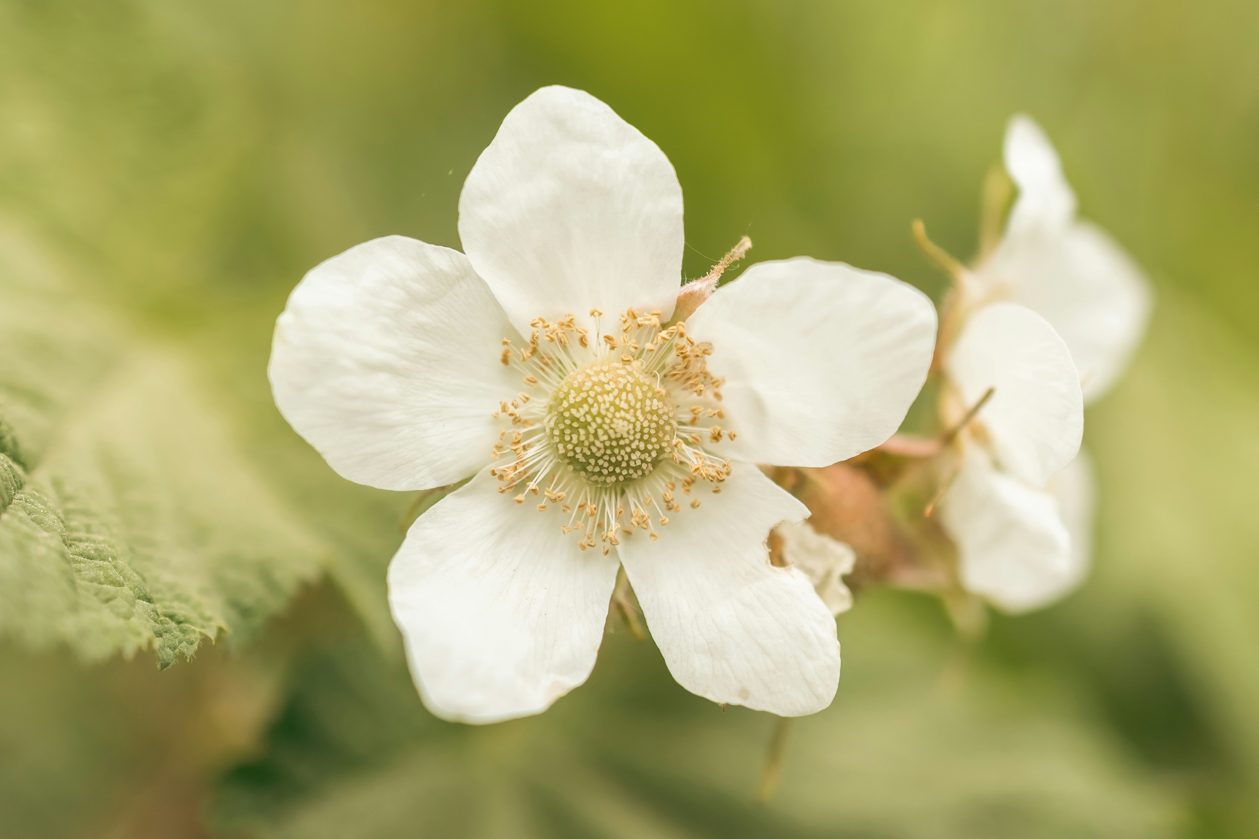 a close up of a white flower with green leaves